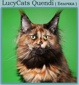 кошка мейн кун питомника LucyCats